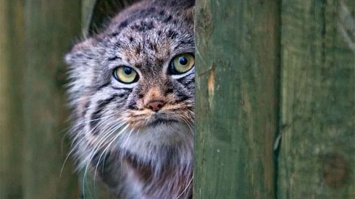 / Otocolobus manul . Fuente: Wikimedia.