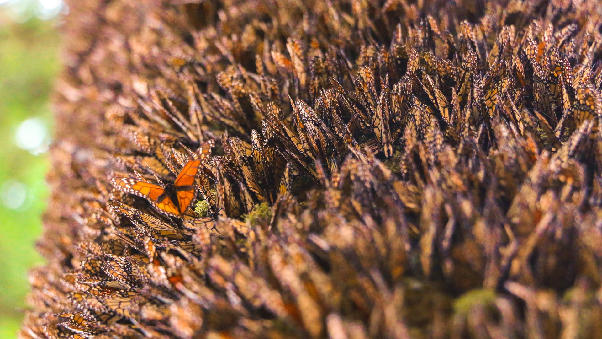 Mariposa Monarca Michoacán